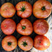 Kip´s Stripes Dwarf Tomato Project