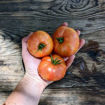 Kip´s Stripes Dwarf Tomato Project