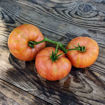 Kip´s Stripes Dwarf Tomato Project