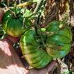 Kip´s Stripes Dwarf Tomato Project