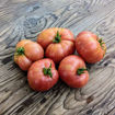 Kip´s Stripes Dwarf Tomato Project