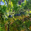 Mignonne Dwarf Tomato Project