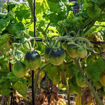 Mignonne Dwarf Tomato Project