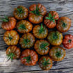 Ambrosia Giant Cherry Tomato