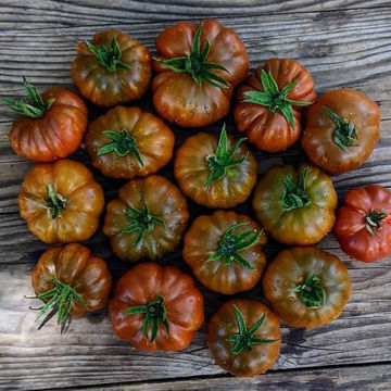Ambrosia Giant Cherry Tomato Ambrosia Giant Cherry Tomato
