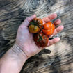 Ambrosia Giant Cherry Tomato