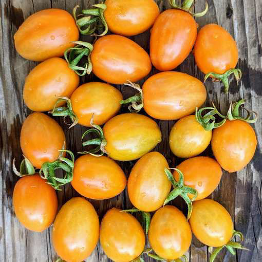 Creamsicle Grape Cherry Tomato
