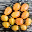 Creamsicle Grape Cherry Tomato
