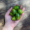 Green Ripper Cherry Tomato