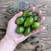 Green Ripper Cherry Tomato
