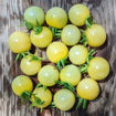 Nightingale Cherry Tomato