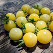 Nightingale Cherry Tomato