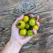Hoosier Outlaw Green Cherry Tomato