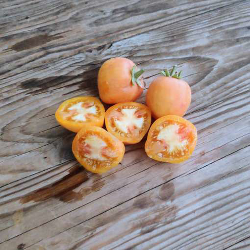 E-Beach Tomato