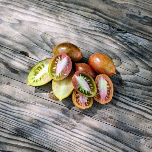 E-Glut Tomato
