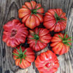 Märchenfeuer Tomato