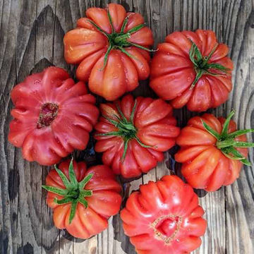 Märchenfeuer Tomato Märchenfeuer Tomato