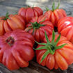 Märchenfeuer Tomato