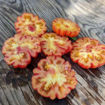 Märchenfeuer Tomato