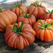 Märchenfeuer Tomato