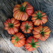 Märchenfeuer Tomato