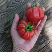 Märchenfeuer Tomato