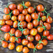 Zauberglöcken Tomato