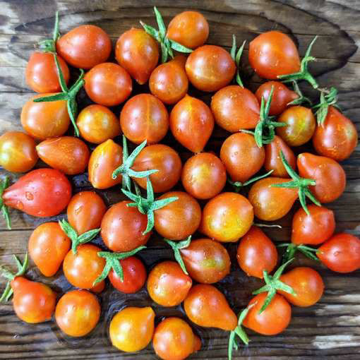 Zauberglöcken Tomato