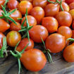 Zauberglöcken Tomato