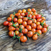 Zauberglöcken Tomato