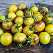 Awesome Emma Cherry Tomato