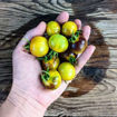 Awesome Emma Cherry Tomato