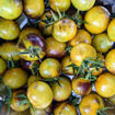 Awesome Emma Cherry Tomato