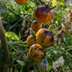 Awesome Emma Cherry Tomato