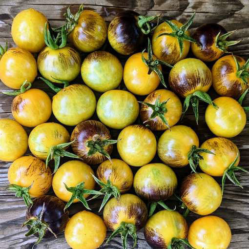 Awesome Emma Cherry Tomato