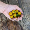 Green Honey Cherry Tomato