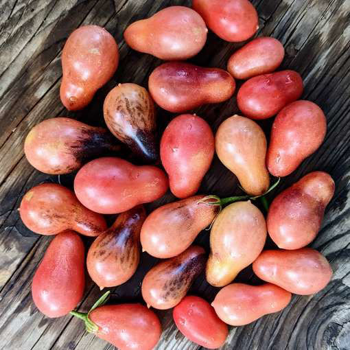 Indigo Pear Drops Pink Cherry Tomato