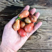 Indigo Pear Drops Pink Cherry Tomato