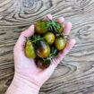 Black Keyes Cherry Tomato