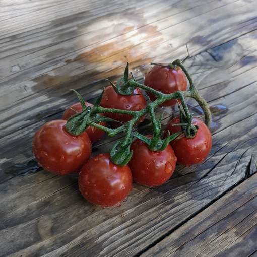 Bosque Bronze Bumblebee Cherry Tomato