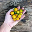 Flaming Burst Cherry Tomato