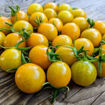 Flaming Burst Cherry Tomato