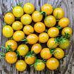 Flaming Burst Cherry Tomato