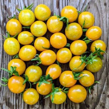 Flaming Burst Cherry Tomato Flaming Burst Cherry Tomato