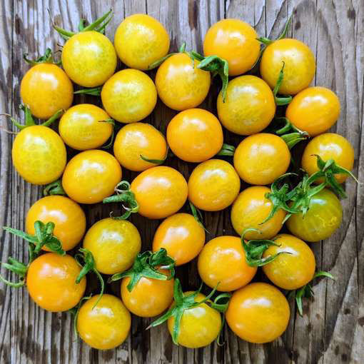 Flaming Burst Cherry Tomato