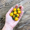 Flaming Burst Cherry Tomato