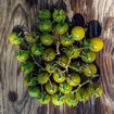 Green Gold Cherry Tomato