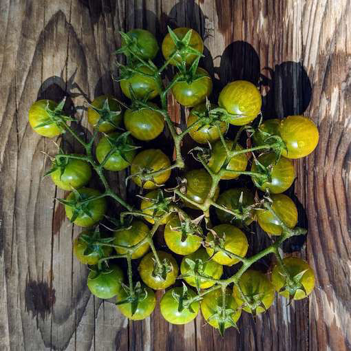 Green Gold Cherry Tomato