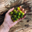Green Gold Cherry Tomato