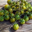 Green Gold Cherry Tomato